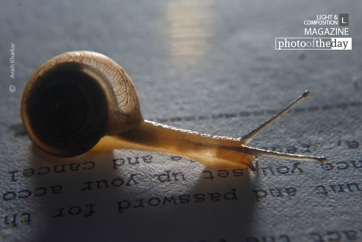 The Slow Reader, by Anish Kharkar Photo of the day 07072012 1s
