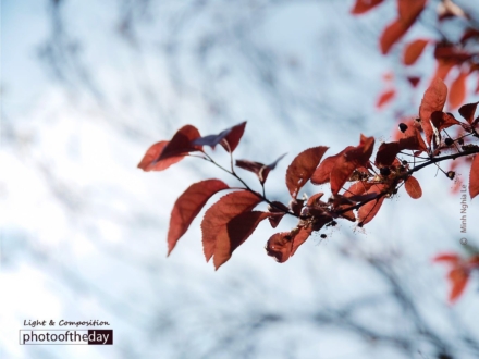 Spring in Offenbach by Minh Nghia Le