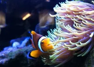 Curious Clown Fish by Sara Plukaard - Underwater Photography, Clownfish Photography, Photo of the Day,  Art Photography, Photography Awards