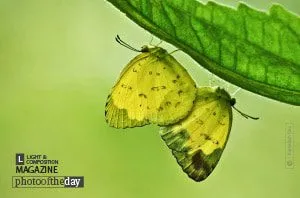 For a Greener Progeny by Kamalesh Das