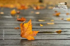Taking a leaf out of the leaf's life