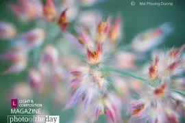 Photo of the Month | 24th Month - Photo of the Month, Photography Awards, Photojournalism, Art Photography, Online Photography Courses
