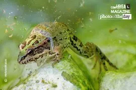 Hasankeyf Frog by Mehmet Masum Suer