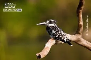 Pied Kingfisher by Kurien Koshy Yohannan - Wildlife Photography, Nature Photography, Photo of the Day, Kingfisher Photography, Bird Photography