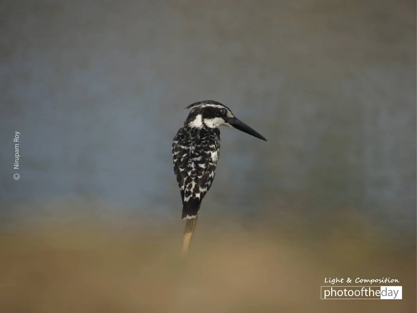 Pied King – in the Hunt by Nirupam Roy