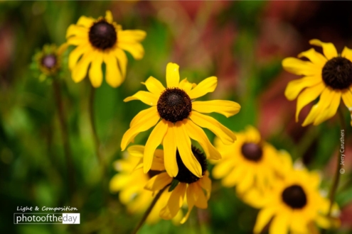 Flowers at Safety Harbor, by Jerry Caruthers - Photography Awards, Photo of the Day, Color Photography, Art Photography, Photography Education