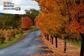 The Miracle of Fall by Munish Singla
