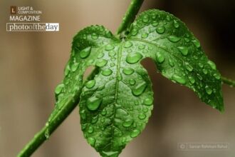 Nature Photography, Photo of the Day, Photography Awards, Art Photography, Photojournalism – After the Rain, by Saniar Rahman Rahul After the Rain, by Saniar Rahman Rahul - Nature Photography, Photo of the Day, Photography Awards, Art Photography, Photojournalism