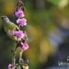 Purple Rumped Sunbird, by Saniar Rahman Rahul - Wildlife Photography, Purple Rumped Sunbird, Nature Photography, Photo of the Day, Photography Awards