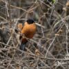 Rufous Sibia by Saniar Rahman Rahul