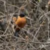 Rufous Sibia, by Saniar Rahman Rahul - Rufous Sibia, Wildlife Photography, Photo of the Day, Photography Awards, Nature Photography