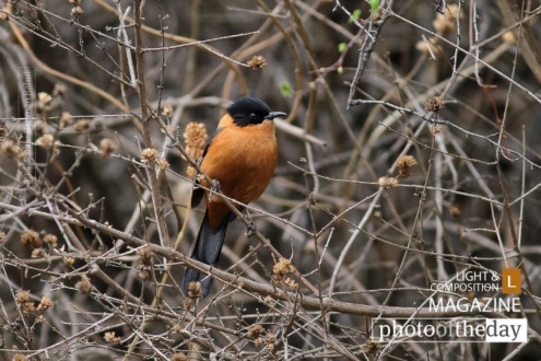 Rufous Sibia, by Saniar Rahman Rahul - Rufous Sibia, Wildlife Photography, Photo of the Day, Photography Awards, Nature Photography