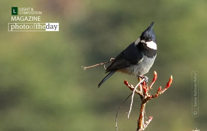 Coal Tit by Saniar Rahman Rahul