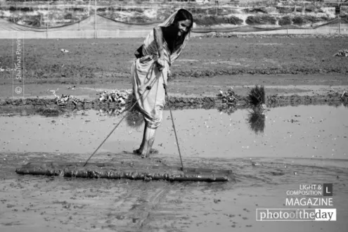 The Mother of the Land by Shahnaz Parvin