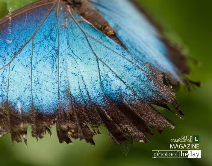 Winged Beauty by Laria Saunders