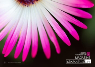 IJsbloem by Rob van der Waal