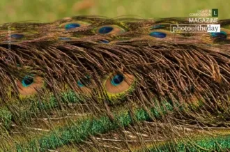 Bed of Beauty by Laria Saunders