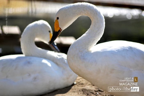 Sending out Love, by Zahraa Al Hassani - Photo of the Day, Wildlife Photography, Art Photography, Photojournalism, Photography Awards
