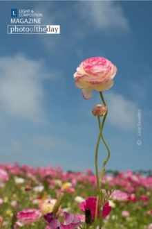 Leading Edge by Laria Saunders - Nature Photography, Photo of the Day, Photography Awards, Art Photography, Laria Saunders