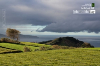 Azores Tea Farm by Hugo Baptista