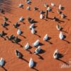 Ducks in Red River, by Hugo Baptista - Photography Awards, Color Photography, Photo of the Day,  Award Winning Photography,  Nature Photography