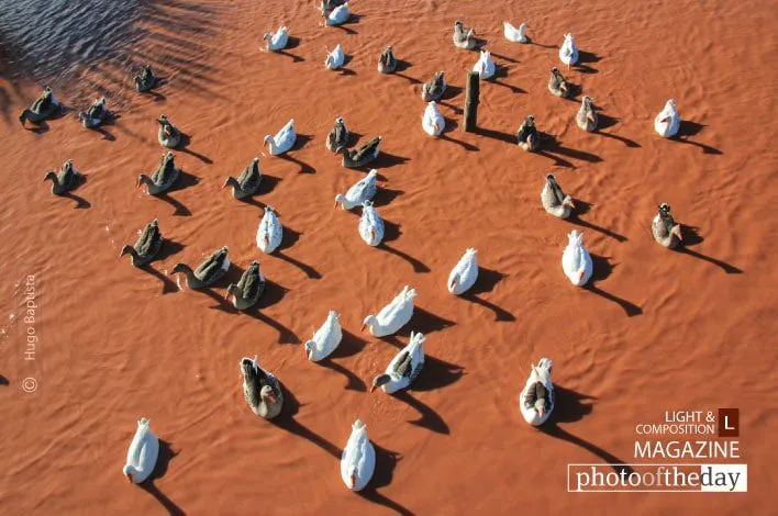 Ducks in Red River by Hugo Baptista