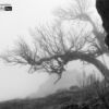Foggy Tree, by Rob van der Waal - Black and white photography, nature photography, award winning photography, photo of the day, photography awards