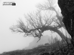 Foggy Tree by Rob van der Waal
