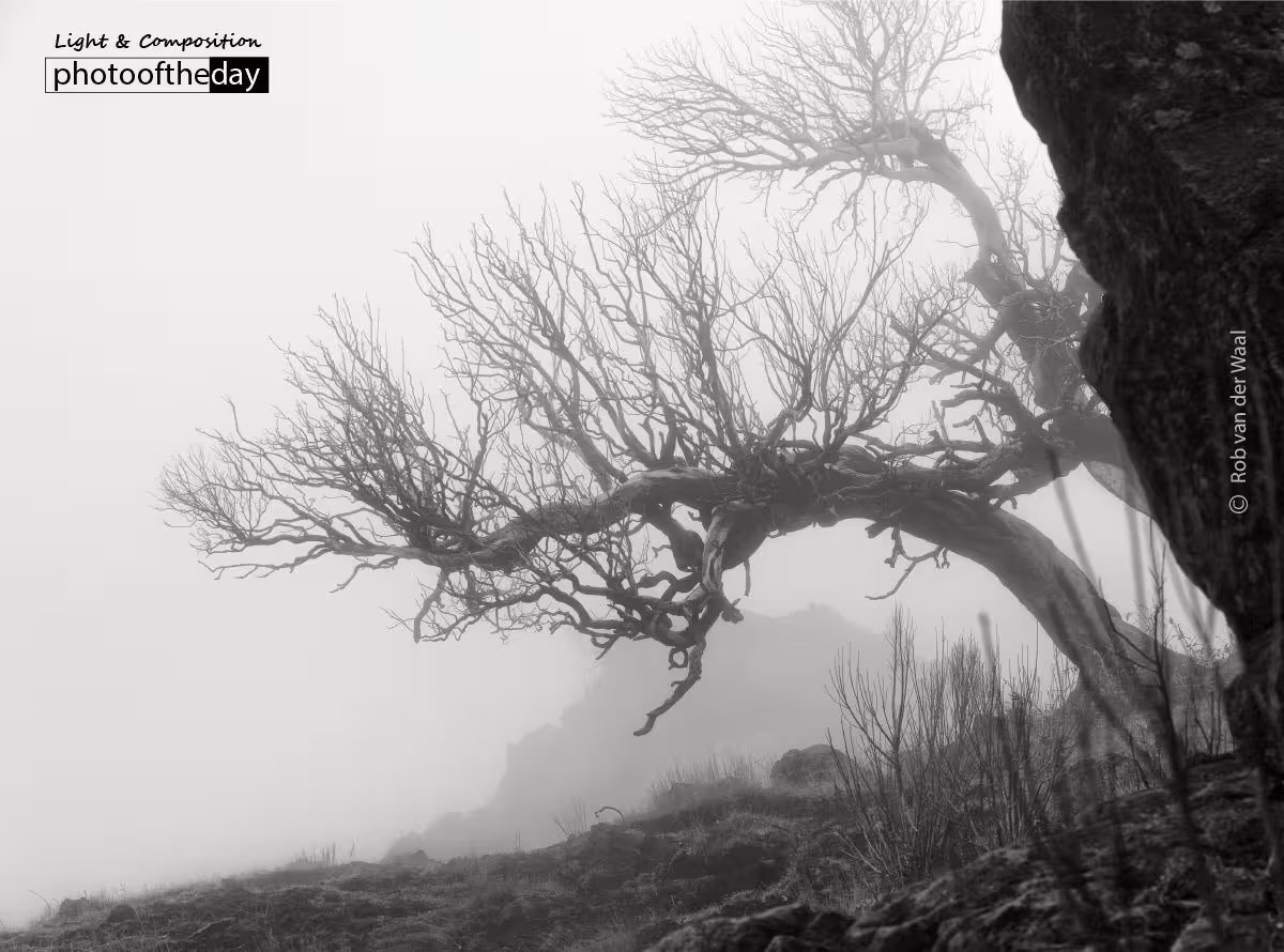 Foggy Tree, by Rob van der Waal - Black and white photography, nature photography, award winning photography, photo of the day, photography awards
