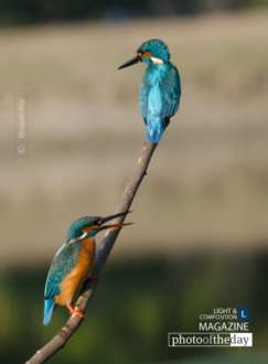 Fishing in Pair by Nirupam Roy - Wildlife Photography, Bird Photography, Photo of the Day, Nature Photography, Photography Awards