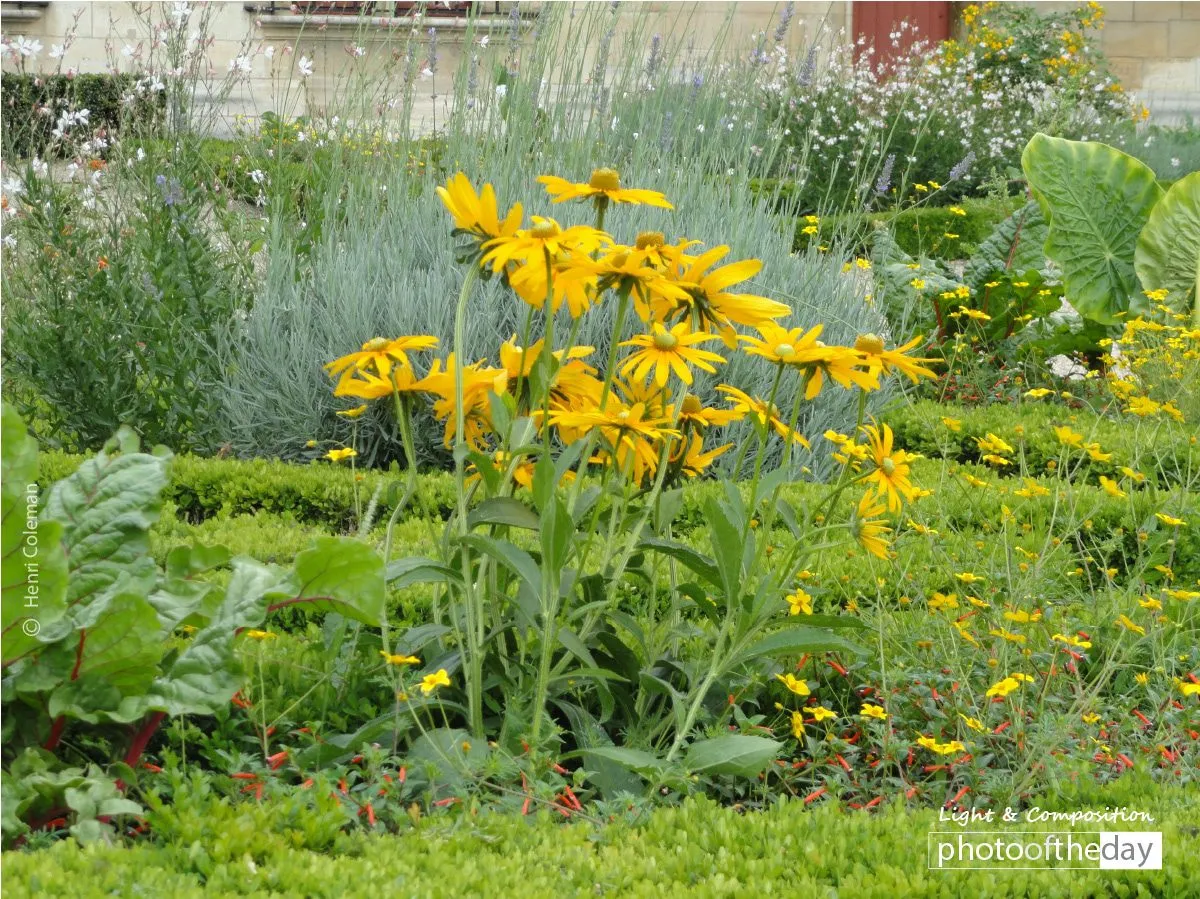 Flowers of Hotel de Sens by Henri Coleman