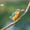 Priceless Catch by Nirupam Roy - Wildlife Photography, Photography Awards, Photo of the Day, Nature Photography, Art Photography
