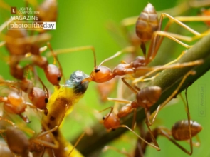 Red Feast by Ahmad Jaa