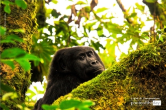 Last of the Mountain Gorillas by Dimitrios Zavos