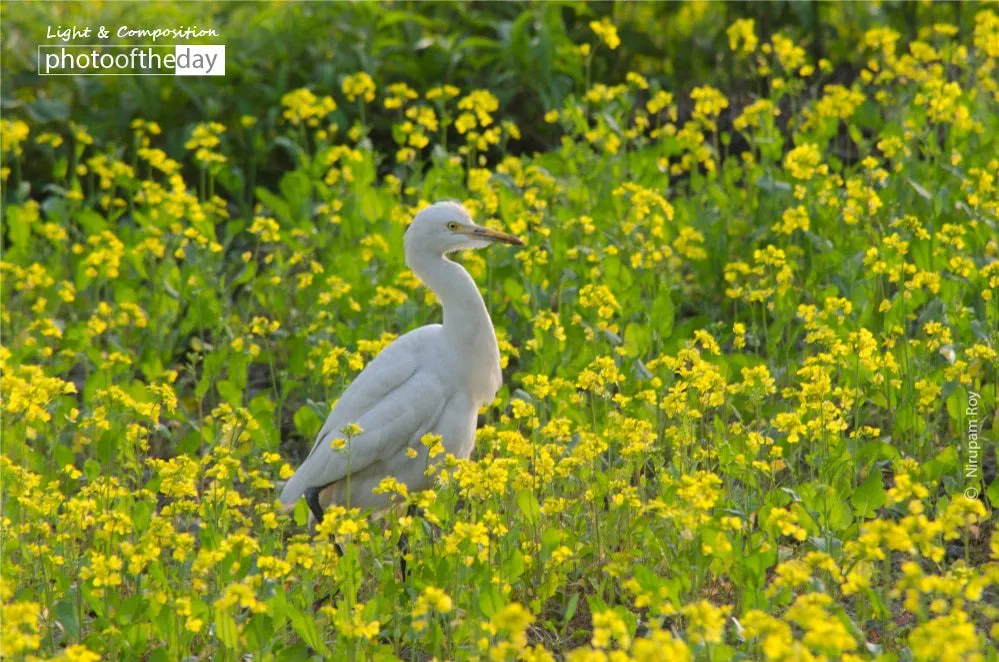 Uncommon Way by Nirupam Roy - Art Photography, Color Photography, Photo of the Day, Photography Awards, Online Photography Courses