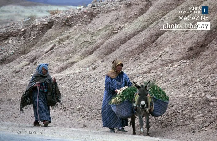 Off to Market by Nilla Palmer