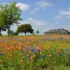 Bluebonnets Texas, by Oscar Garcia - Nature Photography, Photography Awards, Photo of the Day, Art Photography, Texas Bluebonnets