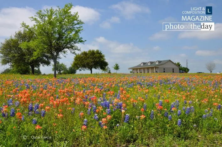 Bluebonnets Texas by Oscar Garcia