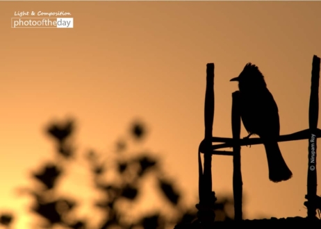 Thinking at the Sunset, by Nirupam Roy - Silhouette Photography, Artistic Photography, Photo of the Day, Photography Awards, Online Photography Courses
