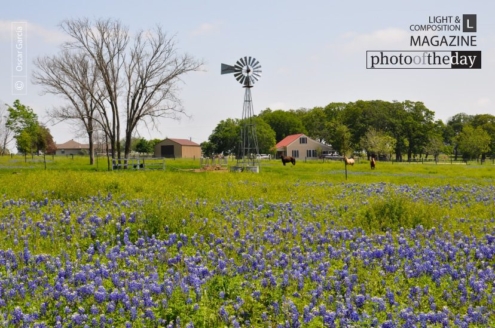 Mill, Horse and Bluebonnet by Oscar Garcia