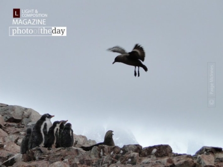 Circle of Life, by Paige McInnes - Wildlife Photography, Photo of the Day, Photography Award, Art Photography, Nature Photography
