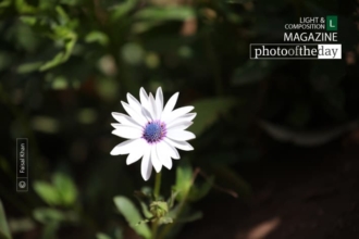 Rays of Hope by Faisal Khan