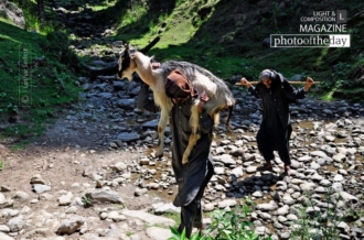 An Old Shepherd by Lothar Seifert