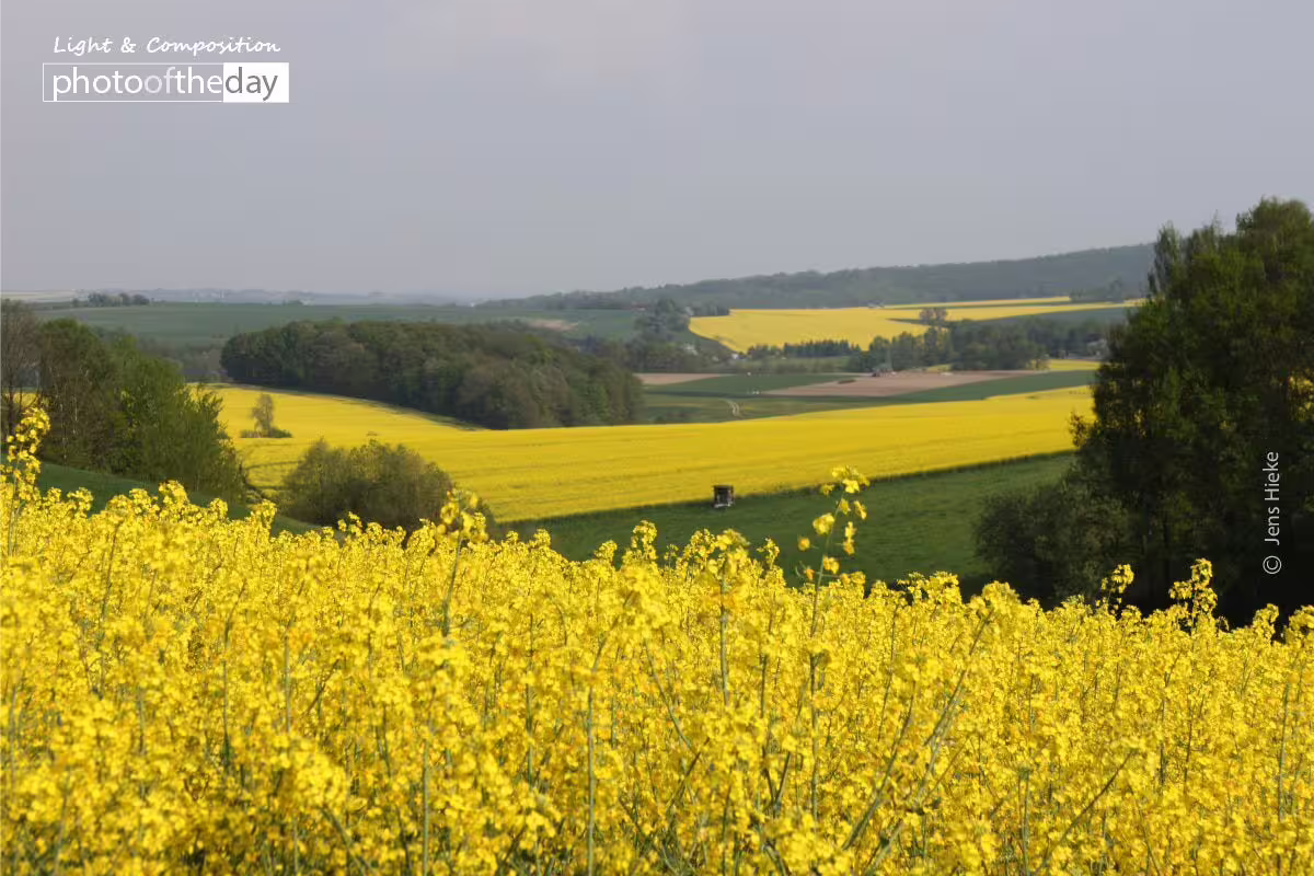 World in Yellow and Green by Jens Hieke