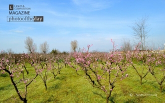 Pink Petals by Sandra Frimpong