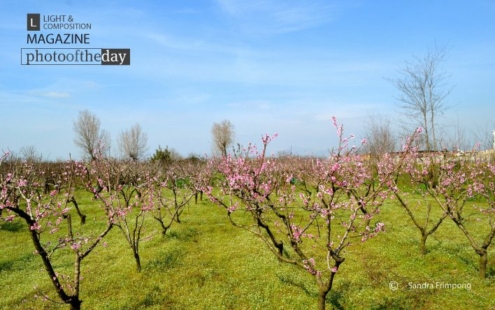 Pink Petals, by Sandra Frimpong - Nature Photography, Photography Awards, Photo of the Day, Art Photography, Online Photography Courses