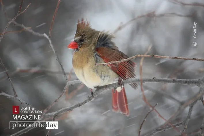 Waiting for Spring by Gavin Day