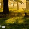 Deer in the Morning Light, by Dimitrios Zavos - Wildlife Photography, Nature Photography, Photo Award, Photography Awards, Deer Photography