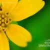 Yellow and Green by Mai Phuong Duong
