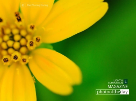 Yellow and Green by Mai Phuong Duong